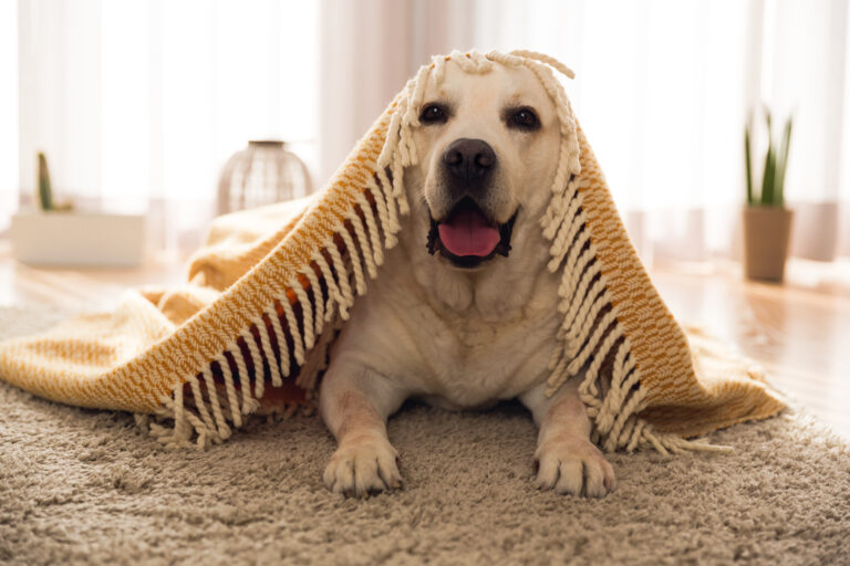 Making Your Home Pet-Friendly for Sale: 9 Essential Tips