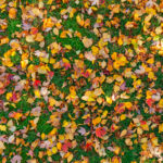 Fall leafs