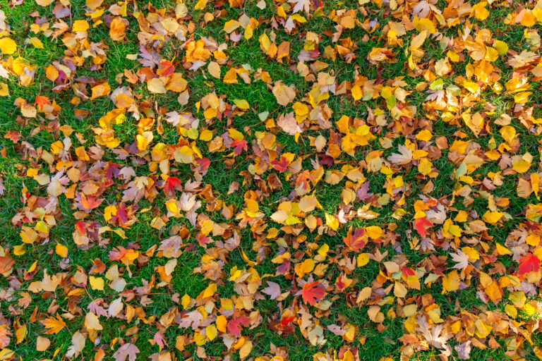 Fall leafs